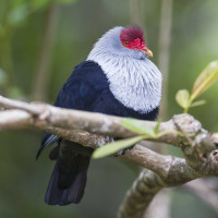 Seychelles Blue-Pigeon